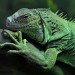 Iguana 030208